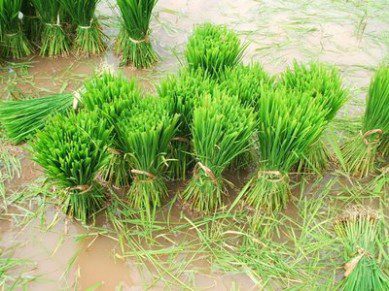 Rice cultivation in Indonesia