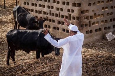 President Muhammadu Buhari in his farm 