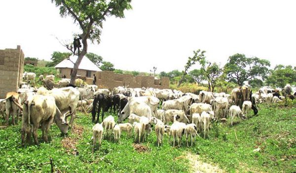 grazing reserve herdsmen fulani OpinionNigeria