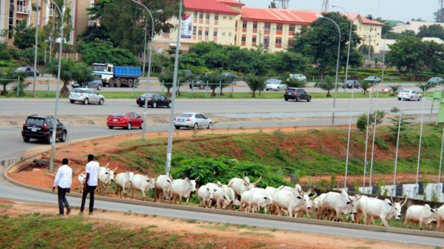 fulani herdsmen cattle on abuja roads