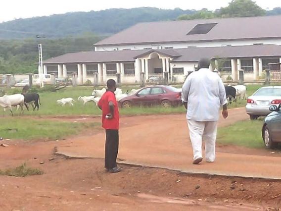 fulani herdsmen invade school with cows