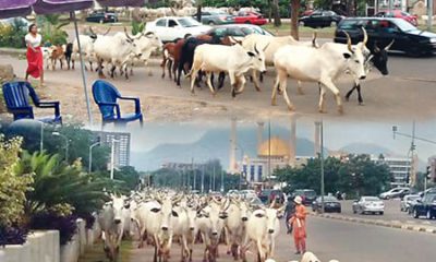 fulani herdsmen cows roaming a city center in nigeria