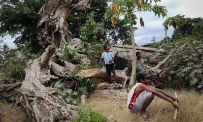 People gather near a banyan tree toppled by Cyclone Pam in 2015 on December 5 2019 in Tanna Vanuatu