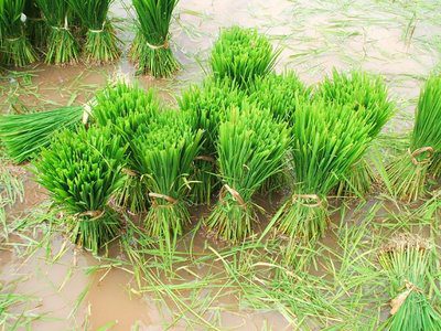 rice cultivation15