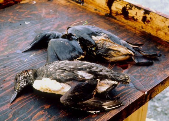 more birds dying at niger delta oil spill