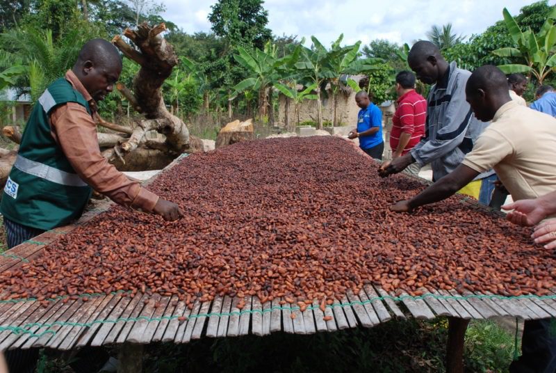 cocoa farmers e1470529585931
