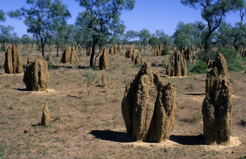 Termite mounds near Derby Kimberley WA
