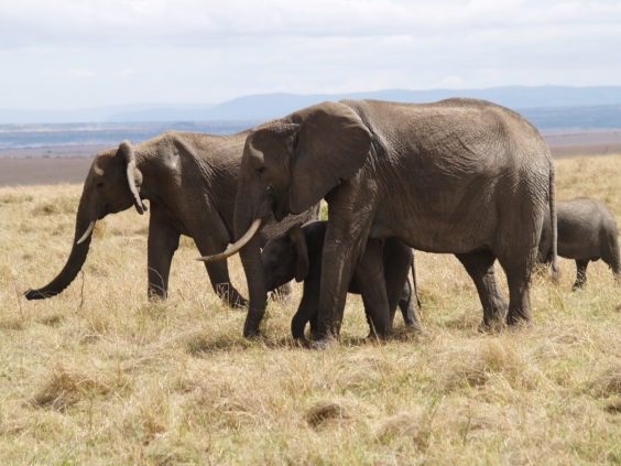 Elephants in masai mara e1495143582148