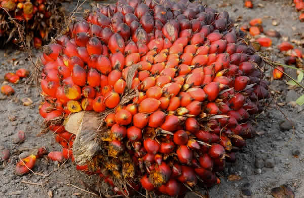 Palm oil palm kernel in nigeria
