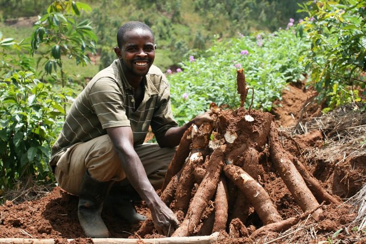 cassava farming Agriculture