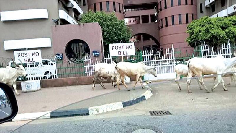 Herdsmen cows in Abuja