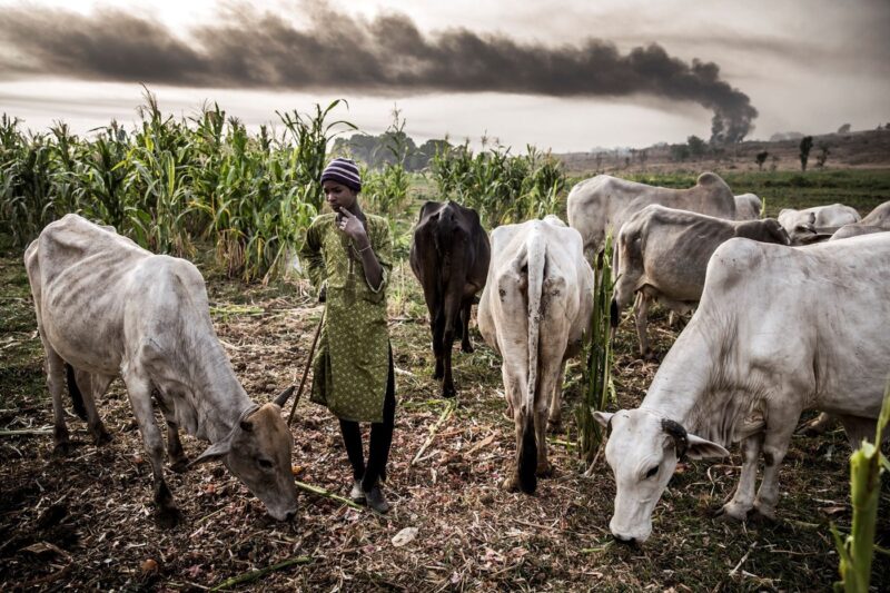 A young fulani herder pose for a photograph with his cows