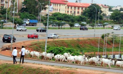 fulani herdsmen cattle on abuja roads