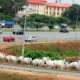 fulani herdsmen cattle on abuja roads