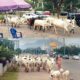 fulani herdsmen cows roaming a city center in nigeria