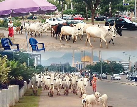 fulani herdsmen cows roaming a city center in nigeria