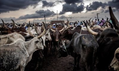 Ruga fulani herdsmen terrorism
