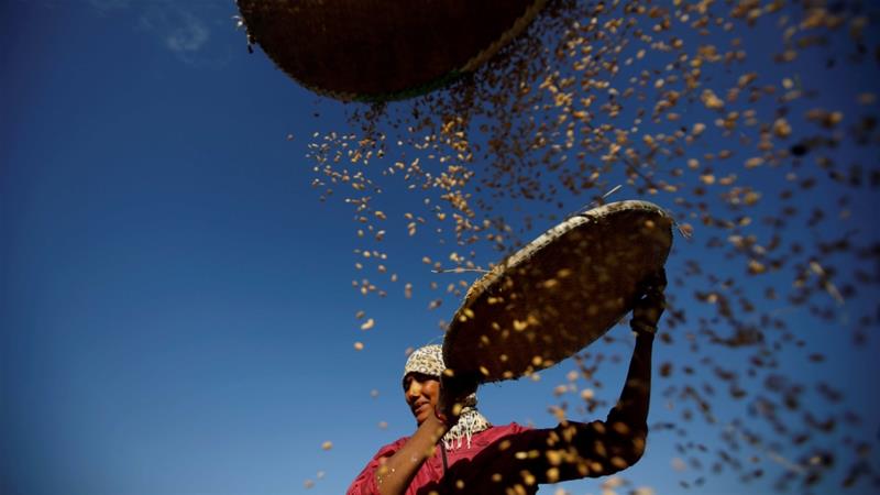 A farmer harvests rice in a field in Lalitpur Nepal on November 15 2019