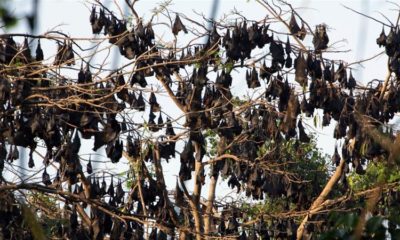 Fruit bats rest on trees within the forested area of Subic Bay in the province of Olongapo north of Manila on March 6 2009