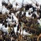Fruit bats rest on trees within the forested area of Subic Bay in the province of Olongapo north of Manila on March 6 2009