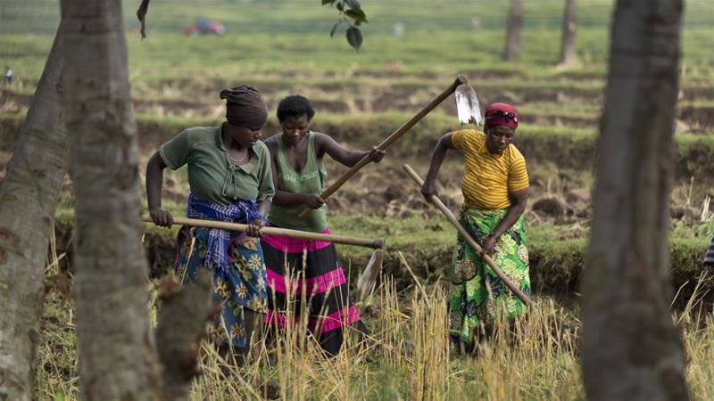 Local farmers work on the land just outside Volcanoes National Park northern Rwanda on September 4 2015