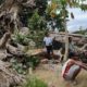 People gather near a banyan tree toppled by Cyclone Pam in 2015 on December 5 2019 in Tanna Vanuatu