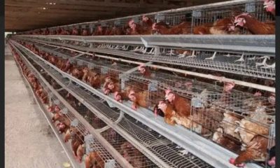 Poultry farming in Nigeria