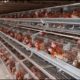 Poultry farming in Nigeria