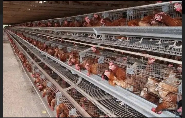 Poultry farming in Nigeria