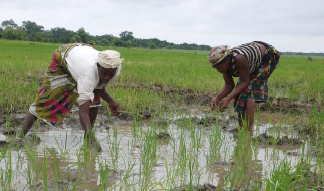 Nigeria and Agriculture