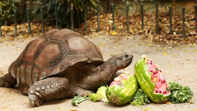 Tortoise with his handouts