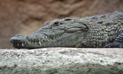 Crocodile