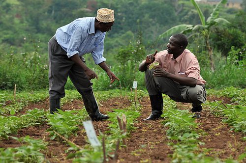 Nigerian farmer