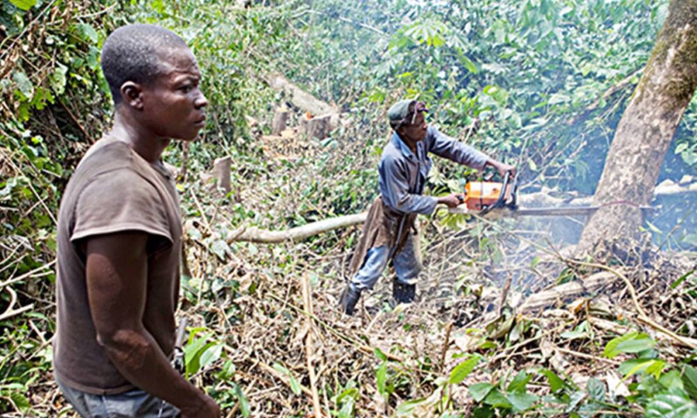 The Devastating Impact Of Deforestation -By Favour Haruna