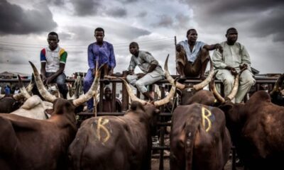 Hausa cow seller