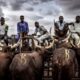 Hausa cow seller