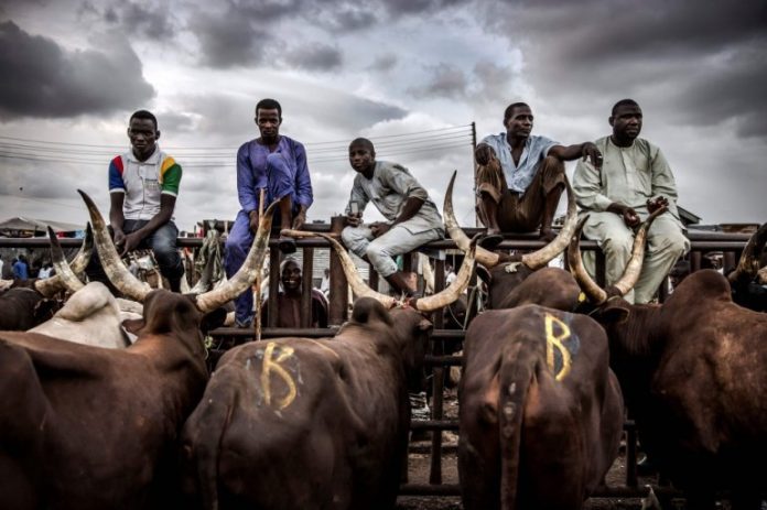 Hausa cow seller