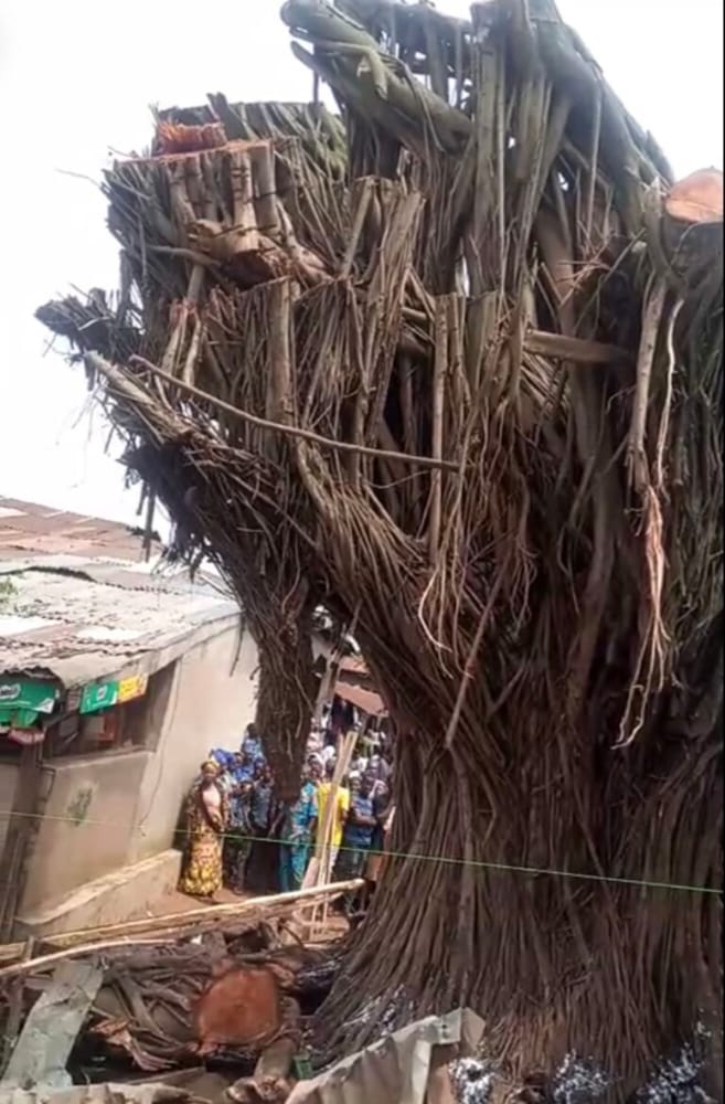 The risen tree in oyo