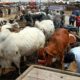 Cattle attack in Abia state