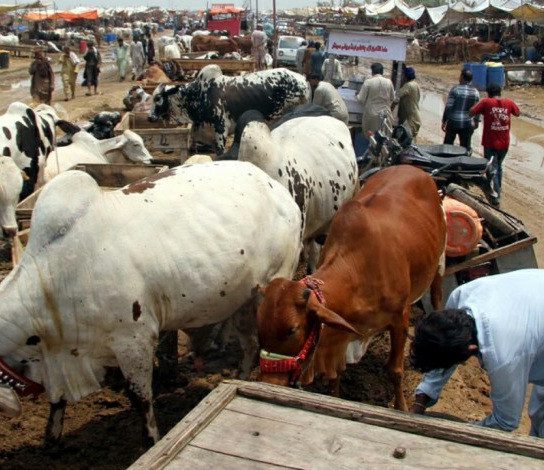 Cattle attack in Abia state