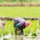 Rice farmers