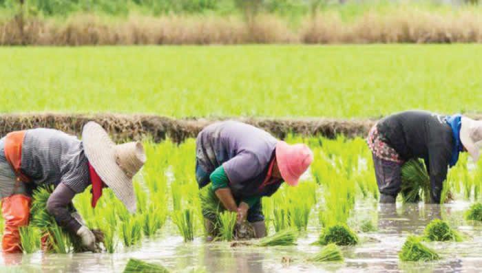 Rice farmers