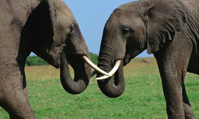 Between-Two-Elephants