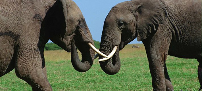 Between-Two-Elephants