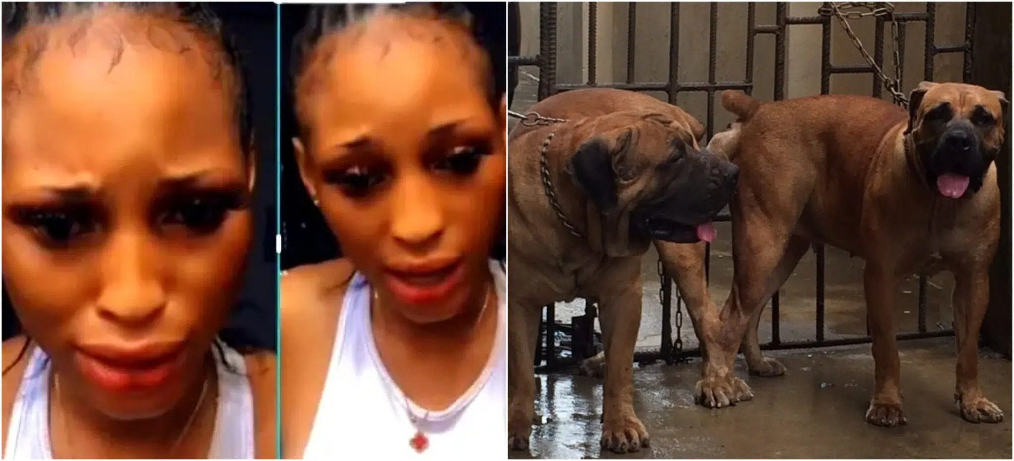 Sex Porno Dogs - Sad As Girl Captured In Viral Dog-Sex Video Dies Leaving Lessons For Others  To Learn -By Sandra Ijeoma Okoye