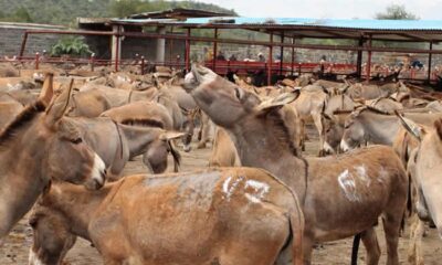 Donkey-market