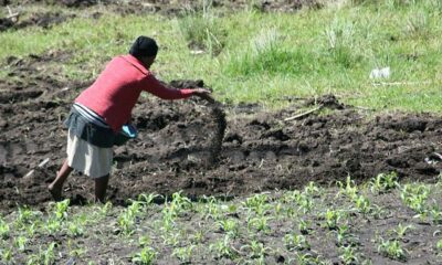 Local fertilizers or manure