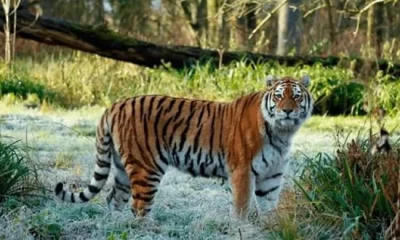 An Amur tiger