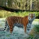 An Amur tiger