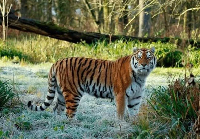 An Amur tiger